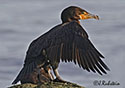 Phalacrocorax auritus